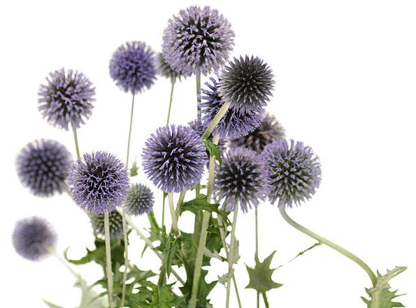 Echinops като част от дървото Hondro Sol Valgus